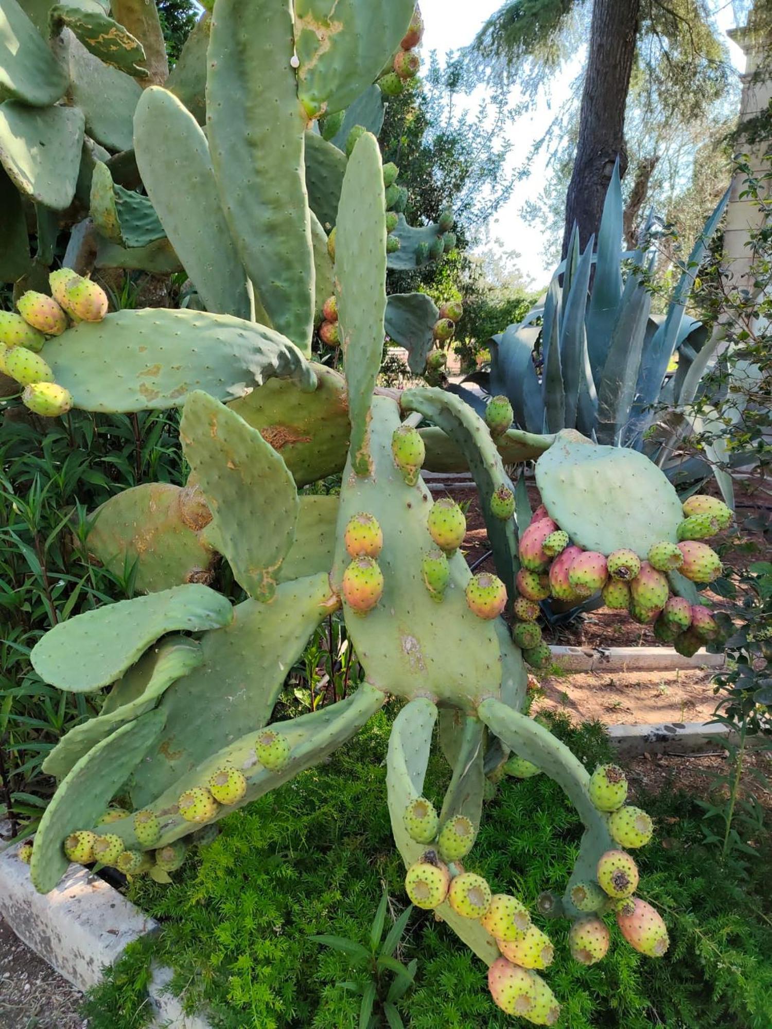 Agriturismo Villa Coluccia Martano Dış mekan fotoğraf