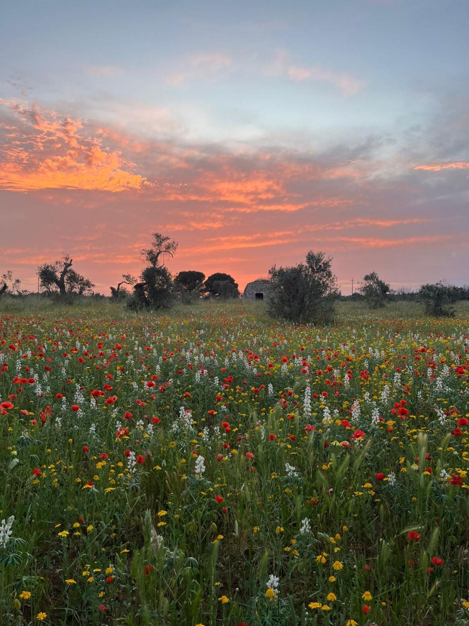 Agriturismo Villa Coluccia Martano Dış mekan fotoğraf