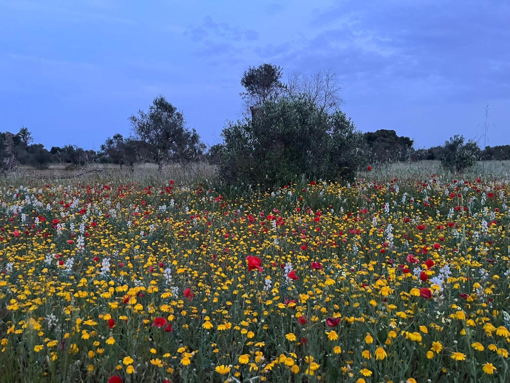 Agriturismo Villa Coluccia Martano Dış mekan fotoğraf