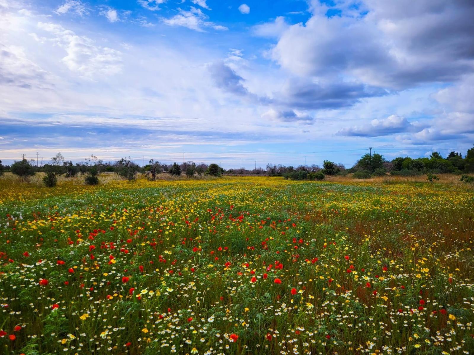 Agriturismo Villa Coluccia Martano Dış mekan fotoğraf